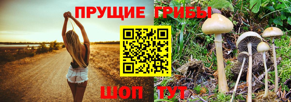 Псилоцибиновые грибы Psilocybine cubensis  Вход с VPN  Чайковский 